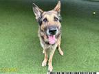 Adopt HUNTER a German Shepherd Dog