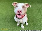 Adopt MAX a Pit Bull Terrier