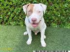 Adopt CONTENDER a Pit Bull Terrier
