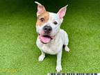 Adopt GUMBO CRAIG a Pit Bull Terrier