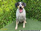 Adopt LUCKY a Australian Cattle Dog / Blue Heeler