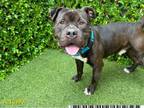 Adopt CHAMP a Pit Bull Terrier