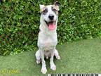 Adopt JAXX a Catahoula Leopard Dog