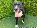Adopt BIG FRANK a Pit Bull Terrier