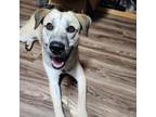 Adopt Slinky a Anatolian Shepherd