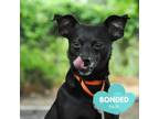 Adopt Bentley a Miniature Pinscher