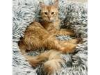 Adopt Copper a Domestic Long Hair