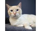 Adopt Blue a Siamese