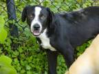 Adopt COURAGE a Border Collie, Mixed Breed