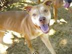 Adopt MILO a American Staffordshire Terrier, Husky