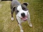 Adopt MOJO a American Staffordshire Terrier, Mixed Breed