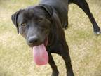 Adopt WRANGLER a Labrador Retriever, Mixed Breed