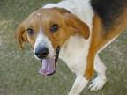 Adopt BUCK a Treeing Walker Coonhound, Mixed Breed