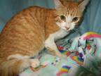 Adopt A1188103 a Domestic Short Hair