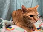 Adopt SCOOT a Domestic Short Hair