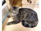 Adopt BOB a Domestic Short Hair