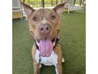 Adopt Cole a Pit Bull Terrier