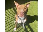 Adopt Cole a Pit Bull Terrier