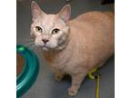 Adopt Derek a Domestic Short Hair