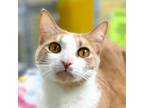 Adopt Tiger a Domestic Short Hair