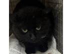 Adopt SAS-A-14568 a Domestic Medium Hair