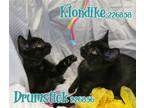 Adopt DRUMSTICK a Domestic Short Hair