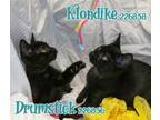 Adopt KLONDIKE a Domestic Short Hair