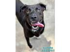 Adopt LANDO a Labrador Retriever, Mixed Breed