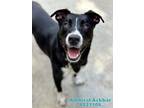 Adopt ADMIRAL ACKBAR a Labrador Retriever, Mixed Breed