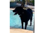 Adopt Cooper a Black Labrador Retriever, German Shepherd Dog