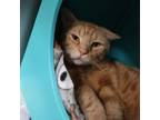 Adopt Gary a Domestic Short Hair