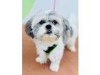 Adopt Rio a Shih Tzu