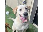 Adopt Cloud a Labrador Retriever