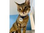 Adopt Dewey a Domestic Short Hair