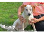 Adopt BRODY a Beagle, Mixed Breed