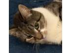 Adopt Benjamin Button a Domestic Short Hair