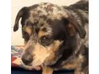 Adopt Kino a Dachshund, Australian Cattle Dog / Blue Heeler