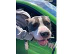 Adopt Sir Buddy a Pit Bull Terrier, Mixed Breed