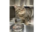 Adopt Radar-ADOPTED a Domestic Medium Hair, Domestic Short Hair