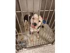 Adopt ACE a Pit Bull Terrier, Mixed Breed