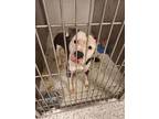 Adopt Ceasar a Pit Bull Terrier, Mixed Breed