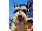 Adopt Fido- ADOPTED a Schnauzer, Mixed Breed