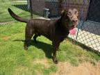 Adopt LAMBEAU a Labrador Retriever