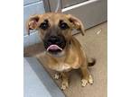 Adopt Tantor a Mixed Breed