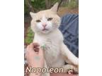 Adopt Napoleon a Domestic Medium Hair