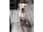 Adopt Bear Bennett a Australian Shepherd, Labrador Retriever