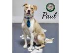 Adopt 24-04-1241 Paul a Pit Bull Terrier