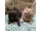 Adopt Aries and Nova a Domestic Long Hair