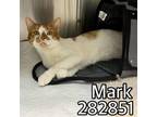 Adopt MARK a Domestic Short Hair