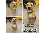 Adopt LEROY a Mixed Breed